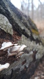 Close-up of rock on tree trunk