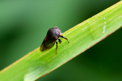 Close-up of insect on leaf