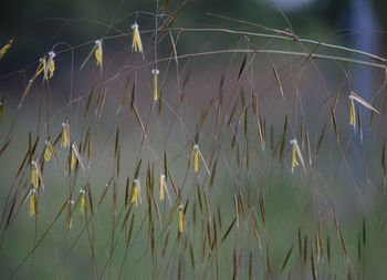 Close-up of plant