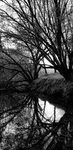 Bare trees in forest during winter