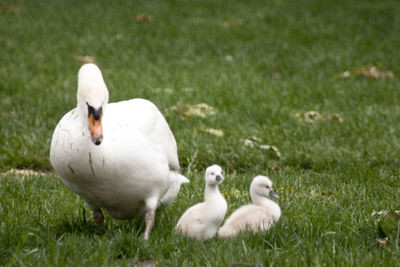 White duck on field