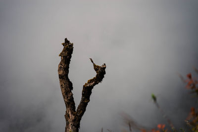 Low angle view of bird on branch against sky