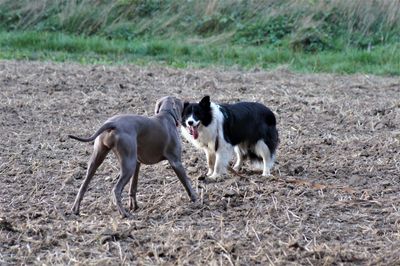 View of a dog running on field