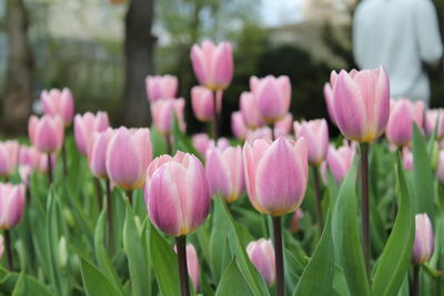 Close-up of pink tulips on field