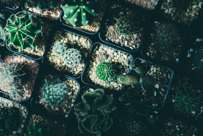 Full frame shot of succulent plants