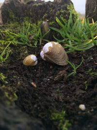 Close-up of snail on land