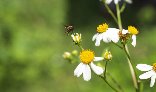 Close-up of bee pollinating flower