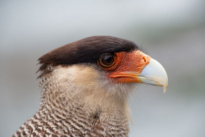 Caracara in torrres del paine patagonia