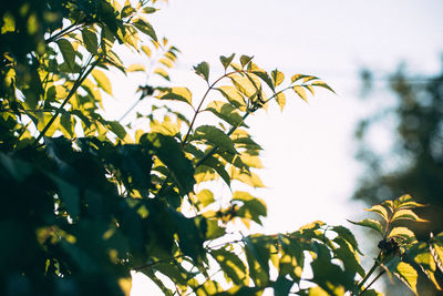 Low angle view of tree against sky