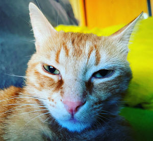 pet