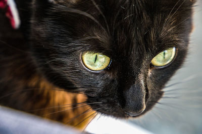 Close-up portrait of a cat