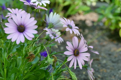 Close-up of purple flowers