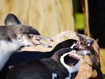 Penguins close up.