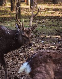 Close-up of deer on land