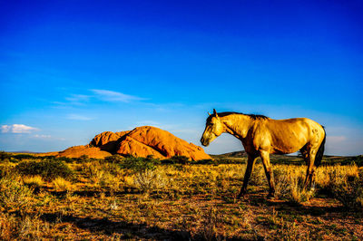 Horse standing on field against sky