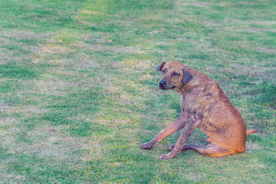 Dog sitting on field