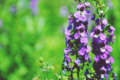 Close-up of purple flowers blooming outdoors