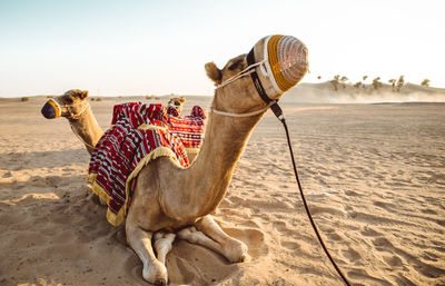 Camels sitting on sand at desert