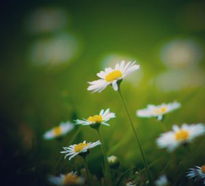 Close-up of white daisy flowers on field