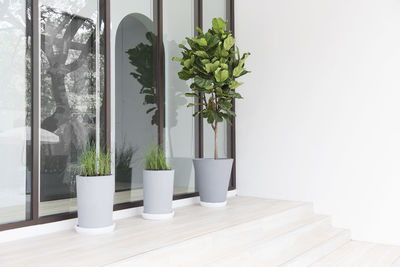 Potted plants on wooden floor at home