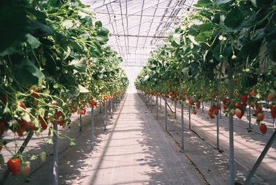 Plants growing in greenhouse