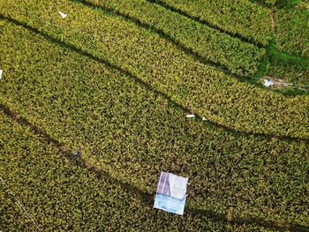 Aerial panorama of agrarian rice fields landscape like a terraced rice fields ubud bali indonesia