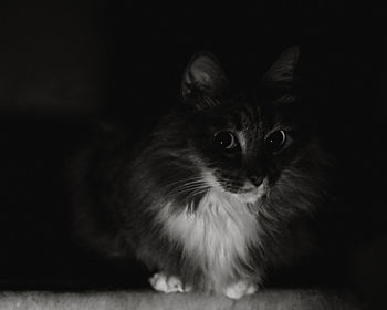 Close-up portrait of cat looking at black background