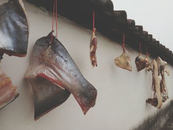 Close-up of fish for sale