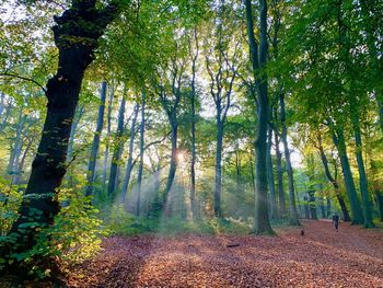 Sunlight streaming through trees in forest