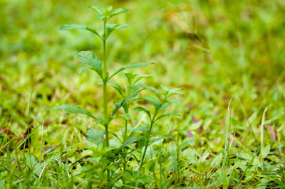 Close-up of fresh green grass in field