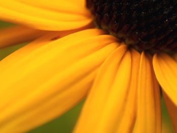 Macro shot of yellow flower