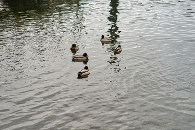 High angle view of ducks swimming in lake