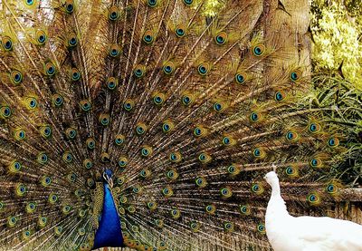 Close-up of peacock