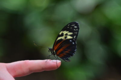 Close-up of butterfly on hand