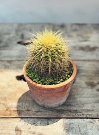 Close-up of cactus growing on table