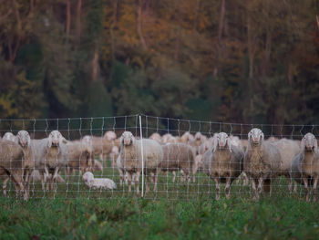 Flock of sheep on field