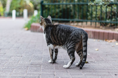 Full length of a cat