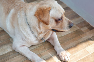 High angle view of dog looking away