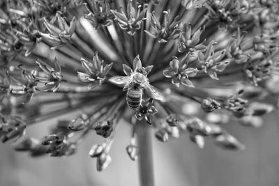 Close-up of flowers against blurred background