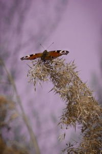 Close-up of butterfly perching on plant