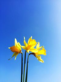 Low angle view of yellow flowers blooming against clear blue sky