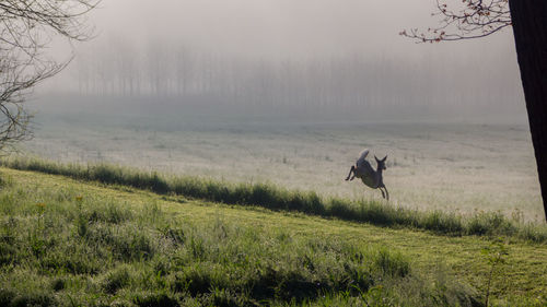 Deer leaping to safety on a foggy rural country morning