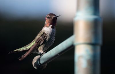 Close-up of bird against blurred background