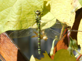 Close-up of butterfly on leaf