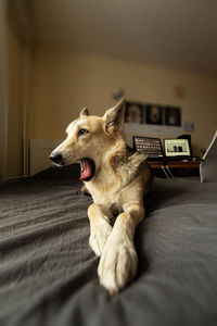 Dog lying on bed at home