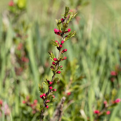 Close-up of pink flowering plant on field
