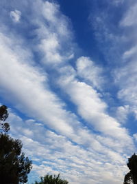 Low angle view of trees against blue sky