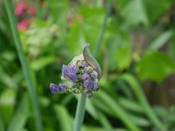 Close-up of purple flowers blooming outdoors
