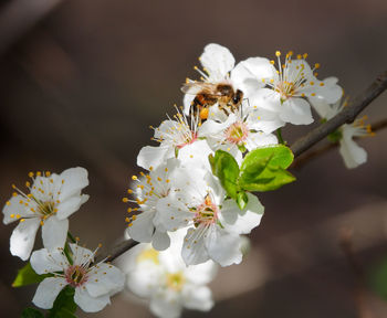 Close-up of white cherry blossoms