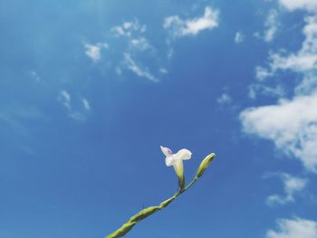 Low angle view of white flowering plant against blue sky